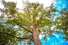 Best Weed Control  in Austell, GA