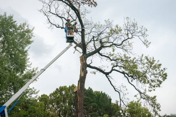 Best Tree Disease Treatment  in Austell, GA