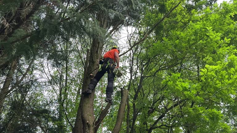 Lawn Pest Prevention in Austell, GA